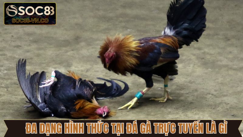 Đá gà trực tuyến là gì với đa dạng hình thức độc đáo