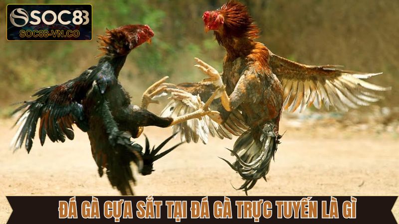 Đá gà trực tuyến là gì với hình thức cựa sắt