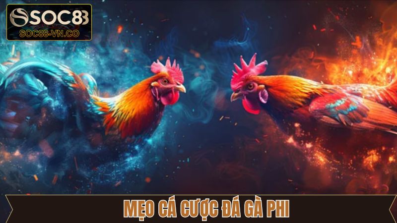 Kinh nghiệm chơi đá gà Phi thắng lớn cho newbie
