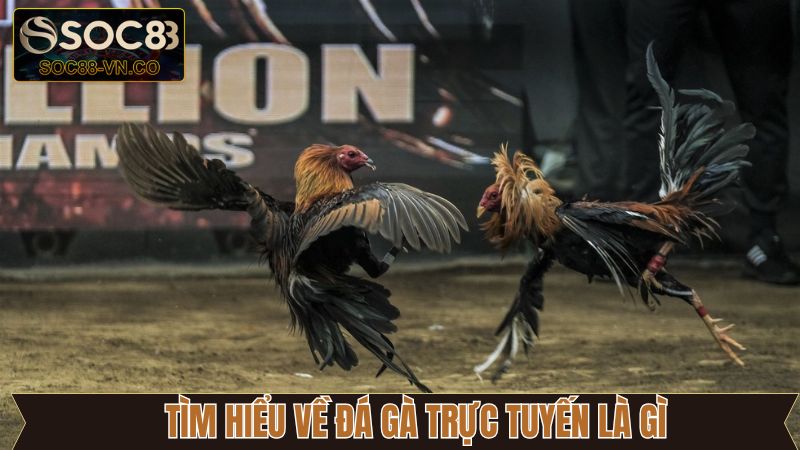 Giới thiệu sơ lược về hình thức cá cược thú vị