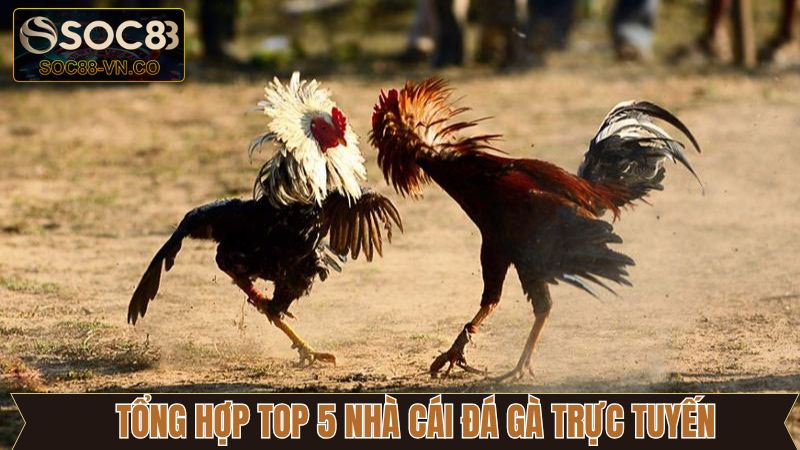 Danh sách top địa chỉ đá gà online cực hot hiện nay